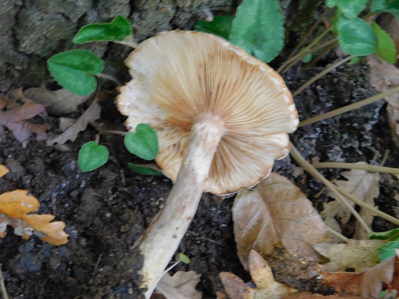 20 Fotogr il 18.12.2021 sotto Leccio